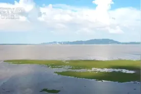 “水清江豚跃”“林深鹿饮溪”“天净万鸟翔” 绘就鄱阳湖生态画卷图片