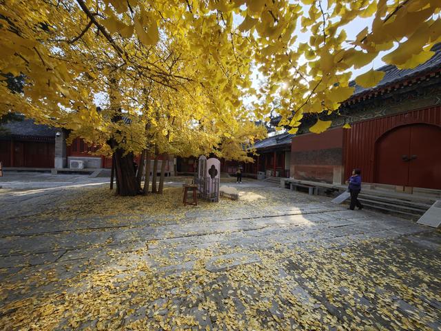 北京石景山承恩寺百年银杏进入最佳观赏期