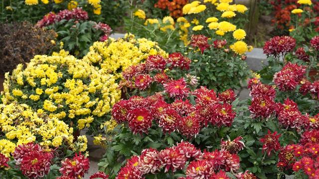 新野开启金秋赏花旅游季 打造"赏花经济"特色IP