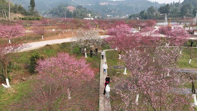 重庆大足：寒梅吐蕊迎新春 暗香浮动引客来