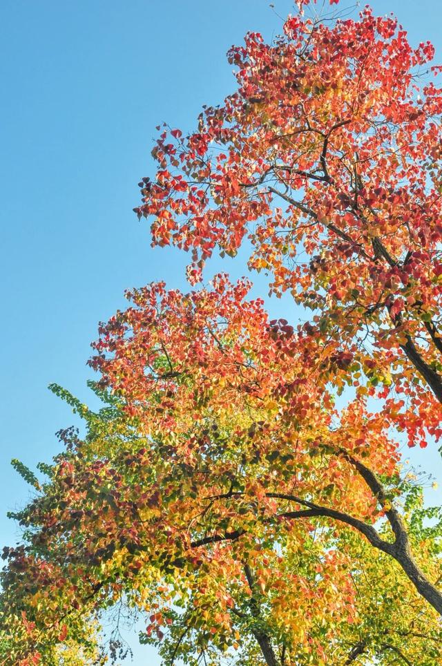 错过真的要等一年！光谷赏秋红橙黄橘绿正当时！