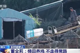 不走寻常路，这名新农人开着小火车喂鸡图片