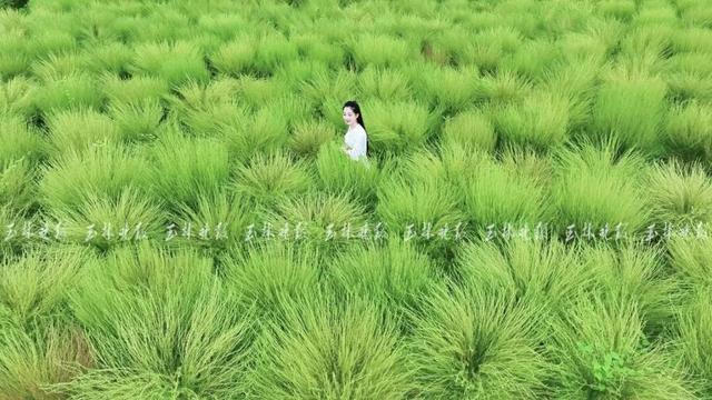 快来打卡！玉林这里藏着一片“绿野仙踪”