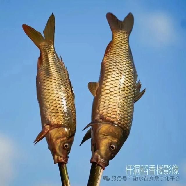 藏在桂北深山里的秘境！杆洞乡三天两夜， 梯田、草原、苗寨旅游打卡