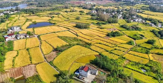 美哭！扬州稻田绝美秋景别错过～