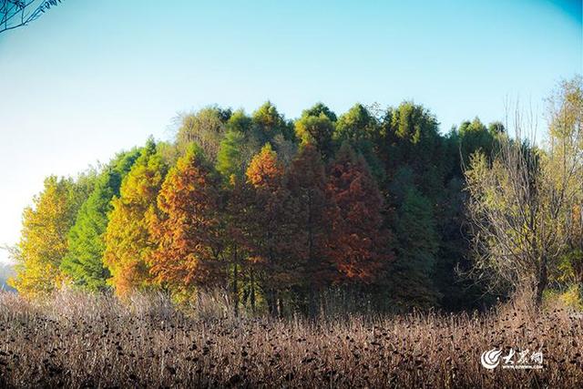 四季予你丨流动的油画！鱼鸟河水杉林上演“渐变魔法”