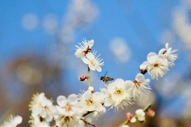 暖冬催花早，300年古树雪梅开花啦！