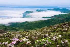 10万亩索玛花海待客来 凉山金阳第九届索玛花文化旅游节5月20日开幕图片