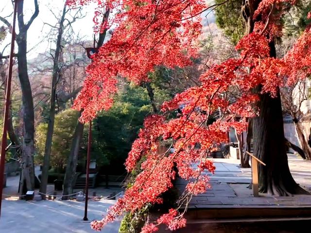 这美景谁顶得住！青岛12月藏着个“反季节”红枫秘境，错过再等一年……