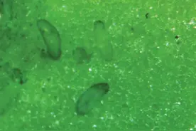 蓟马之微，害农之巨：虫界致病“吸血鬼”的巨大威胁图片