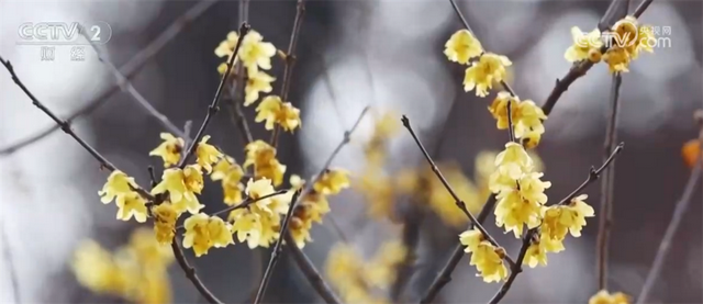 “文化游”“赏花游”“错峰游”解锁“冬日经济”新活力 文旅市场消费潜能持续释放