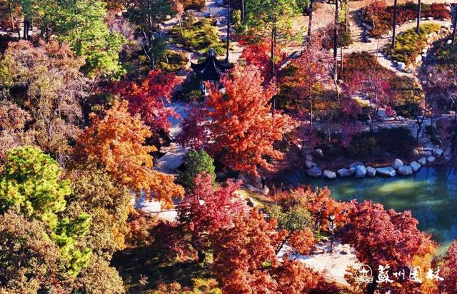 巅峰观赏期已至！中国四大赏枫胜地首次联动直播