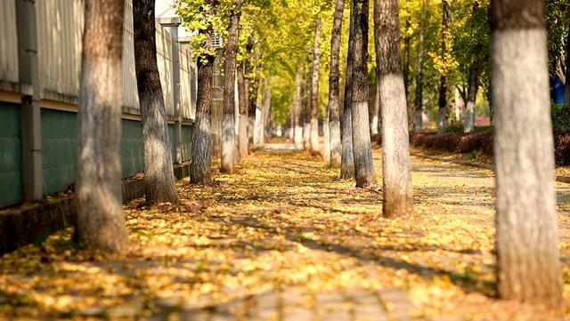 双牌大道：银杏染金花绽艳 初冬盛景绘画廊