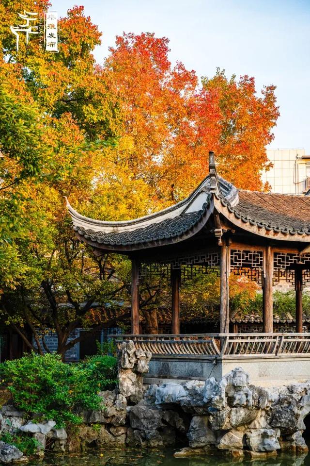 秦淮花事｜乌桕斑斓，半城秋色入画来