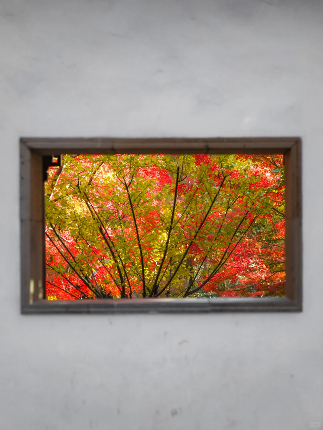 上海赏枫天花板！这座古典园林红叶浓度超标→