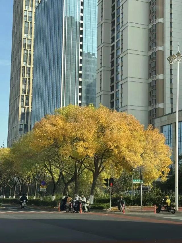漫步日照之秋 | ① 巨好看！山东路的一颗秋天！