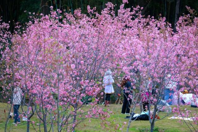 腊八至，春已近！七星岩这片桃红樱粉，是春天递来的浪漫预告~