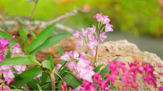 看大熊猫+逛城厢村糖会，这条「萌甜双buff路线」，快收藏！