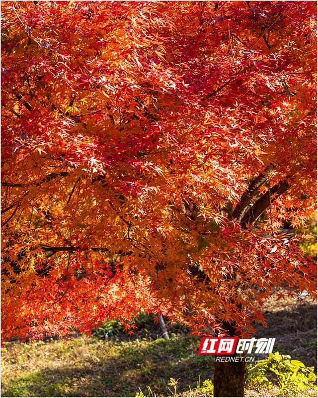 潘华摄影作品：漫步永州蓝山谷 邂逅湘江源头的层林尽染