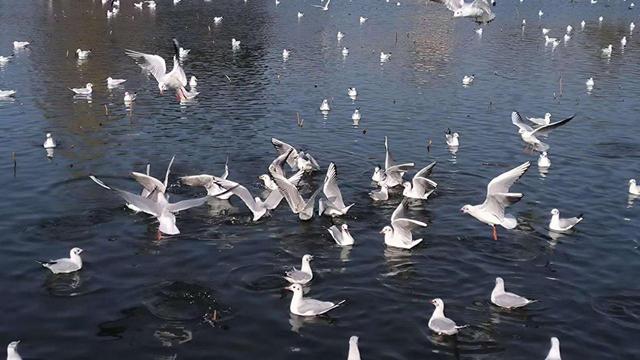 “白色精灵”如期而至！昆明大观公园上演冬日灵动乐章