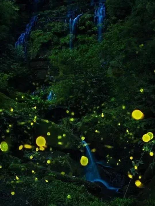 今年第一波萤火虫，可！以！看！了！