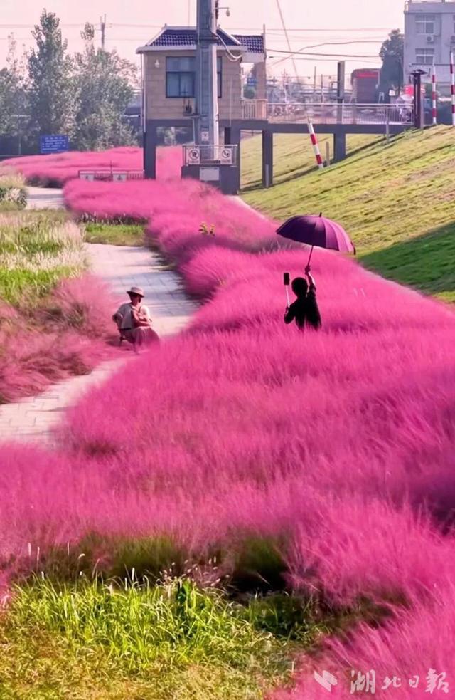 河畔秋日里 蕲春这场粉色梦境已上线