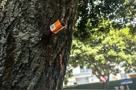番禺街头的绿化芒果树竟然在“打针”？原来是为了……图片