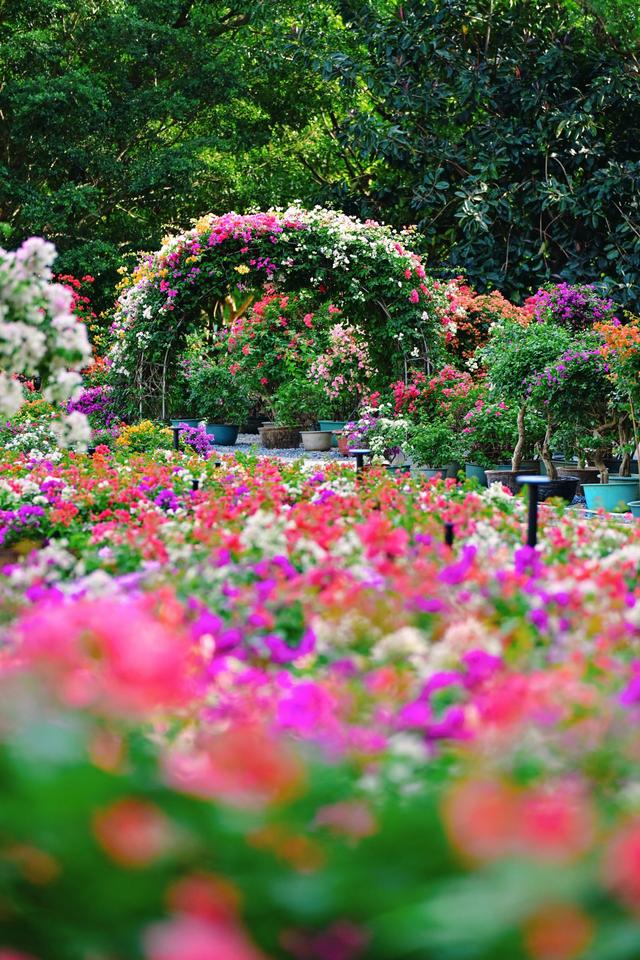 多图直击，2025深圳簕杜鹃赏花周全城绽放