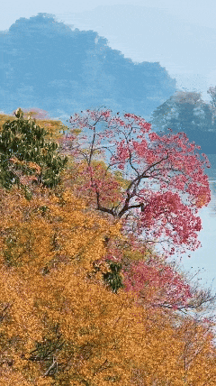 快来打卡！星湖边的乌桕红了，比枫叶更艳丽！