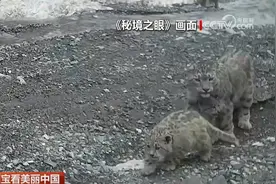 跟着国宝看美丽中国 共筑野生动物保护长城图片