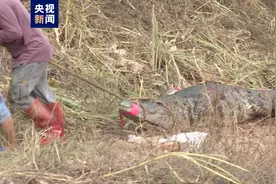 广东一养殖场鳄鱼“出逃”！已捕获62条图片