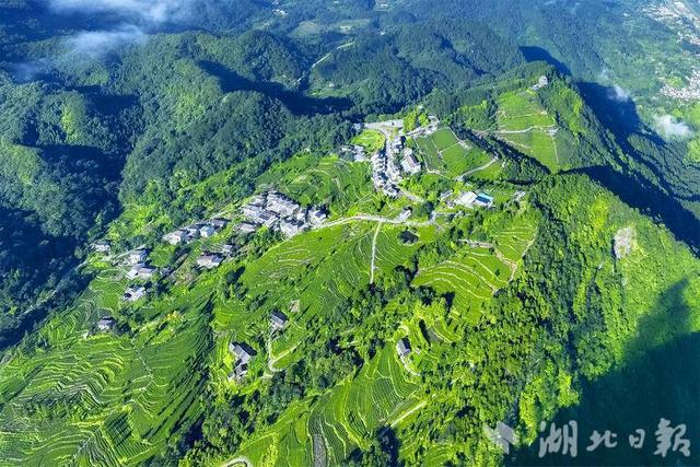 夷陵：坝上茶园风景美