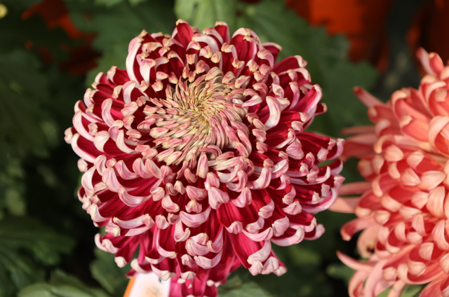 现在来开封，就做这三件事！