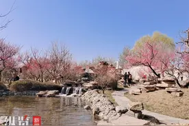 梅花枝上春如海  石家庄市植物园良辰“梅”景进入最佳观赏期图片