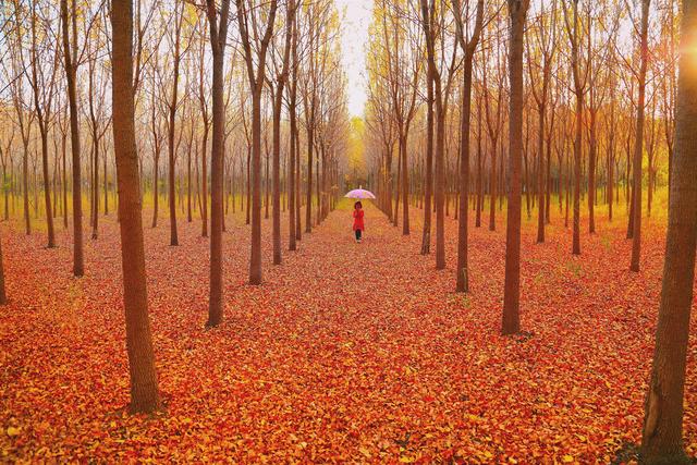 “山东邂逅美”摄影大赛｜孙武湖畔景色美