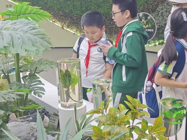 东寨港红树林研学进行时，自然课堂里的欢乐时光～