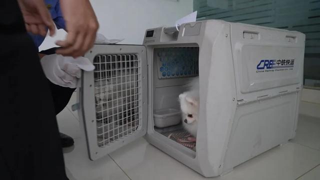 宠物可以坐高铁了！今天起，广西高铁开通宠物托运服务