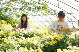 北京平谷：农产品成熟收获忙图片