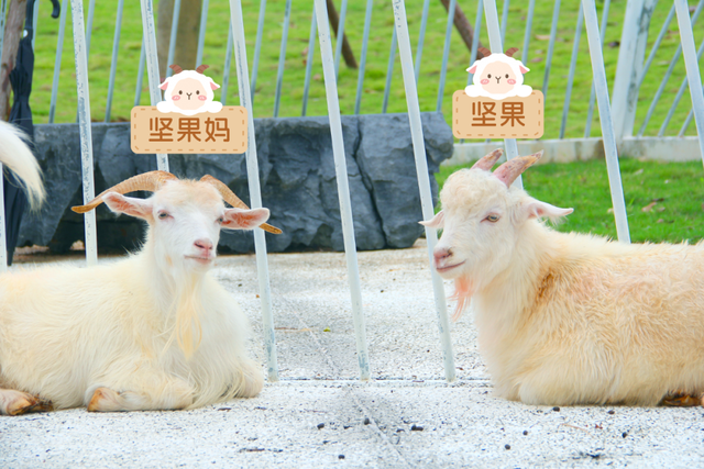 来南宁园博园，与萌宠一起度过趣味初冬