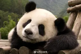 熊猫基地直达三星堆！成都公交再出新线路图片
