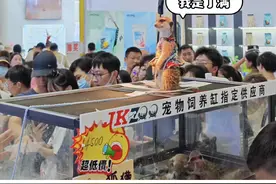 亚宠展网红狐獴“丁满”被偷？店家称朋友拿去展示了，误以为丢失图片