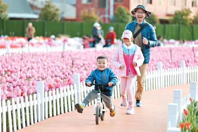 冬樱花、梅花、郁金香、虞美人......昆明最全赏花攻略请查收