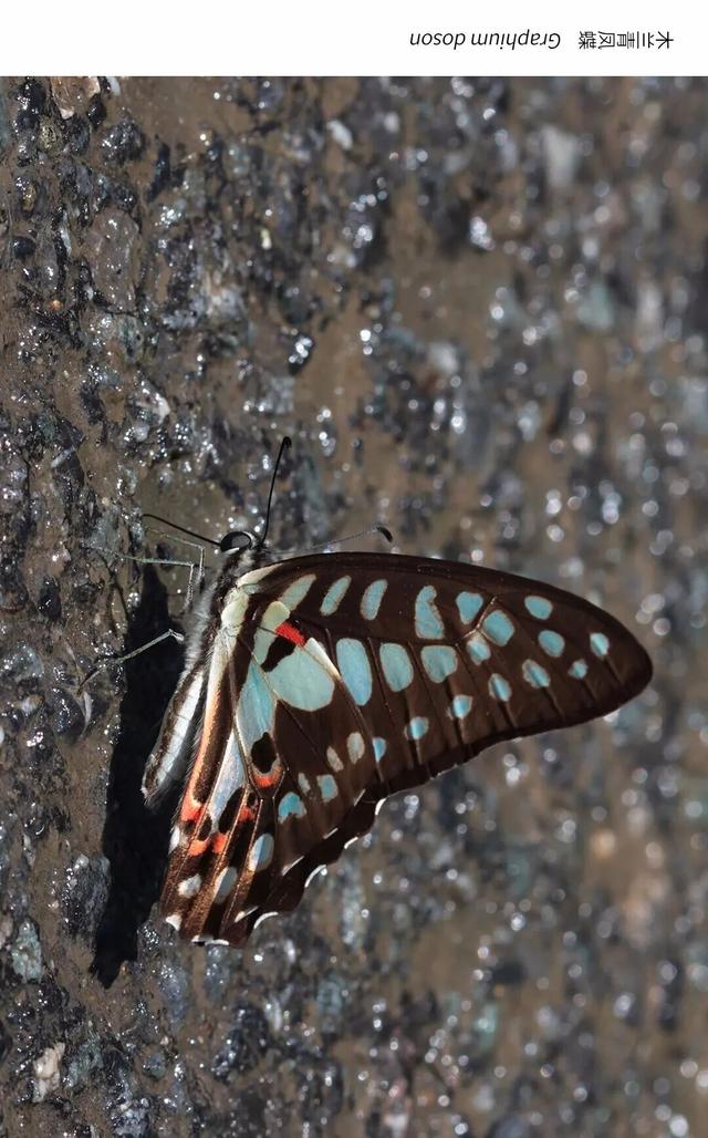 欢迎来到疯狂动物城·罗湖分城