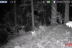 神秘“黄虎”现身甘肃白龙江林区：性情凶猛行踪诡秘，系国家一级重点保护野生动物图片