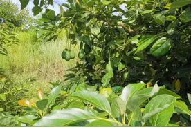 开屏观察｜国产牛油果的“逆袭”之路图片