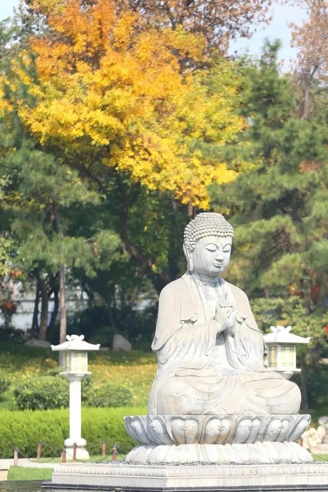 曲江银杏观赏季丨漫步金色世界，享受秋日时光