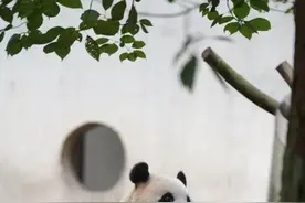 保护动物“活化石”| 10.27国际熊猫日图片