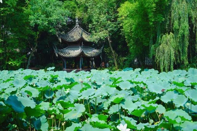 眉山⇋成都便民快巴，明起发车！快来解锁眉山宝藏打卡地→
