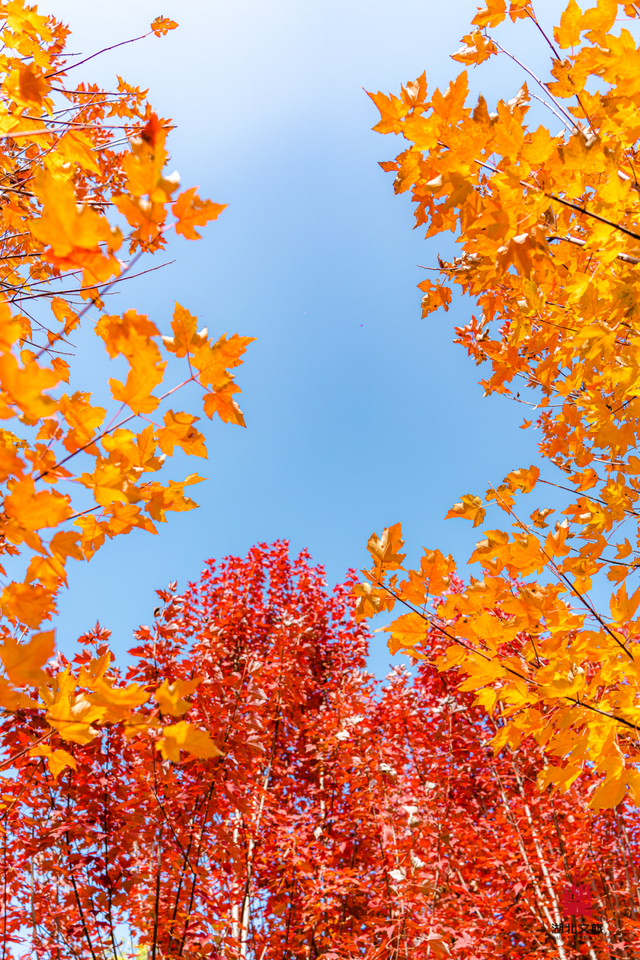 红红红红！红“枫”了！