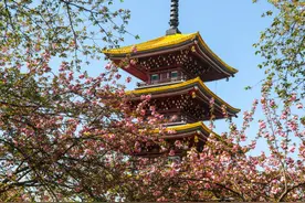 武汉东湖樱花园晚樱盛放 “国宝级”绿樱花“限时赏味”图片